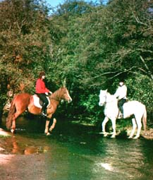 Northumbria Trail Riding - Weekend Riding